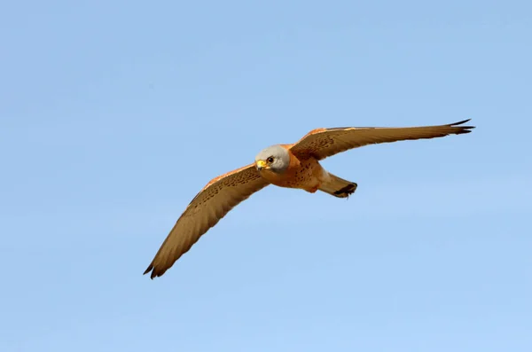 Vliegende Kleine Staartman Valken Vogels Estrel Falco Naumanni — Stockfoto