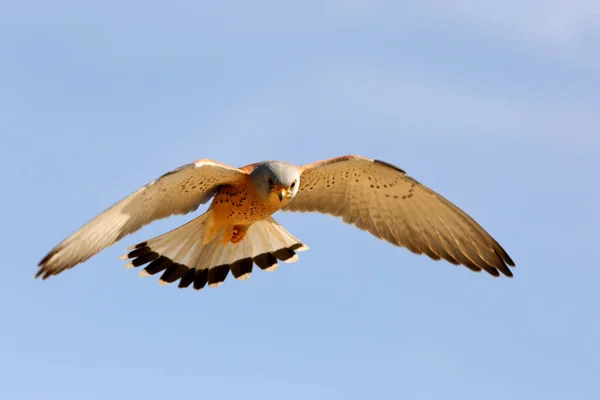 Vliegende Kleine Staartman Valken Vogels Estrel Falco Naumanni — Stockfoto