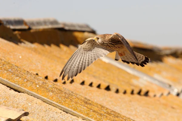 Weibchen Von Turmfalken Falken Vögeln Turmfalken Falco Naumanni — Stockfoto