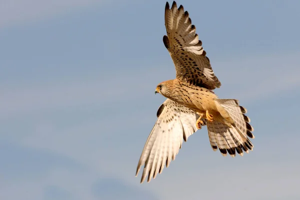 Vrouwtje Met Kleine Torenvalk Vogels Torenvalk Falco Naumanni — Stockfoto