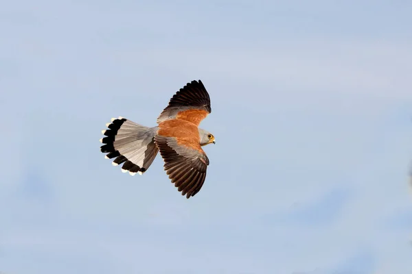 Vliegende Kleine Staartman Valken Vogels Estrel Falco Naumanni — Stockfoto