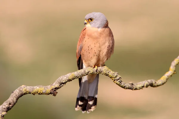 Mâle Petit Crécerelle Faucons Oiseaux Crécerelle Falco Naunanni — Photo