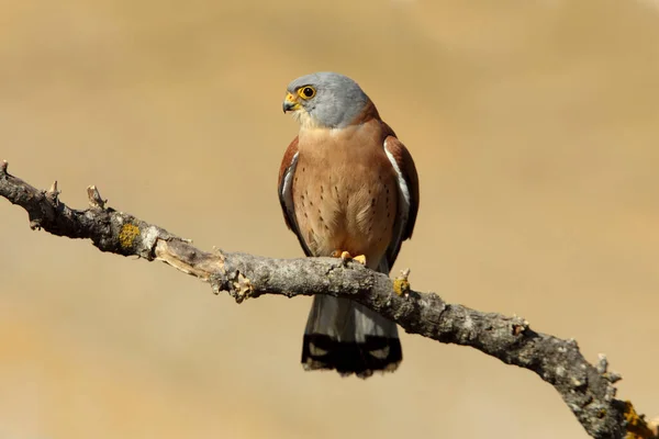 Masculino Menor Kestrel Falcões Pássaros Kestrel Falco Naunanni — Fotografia de Stock