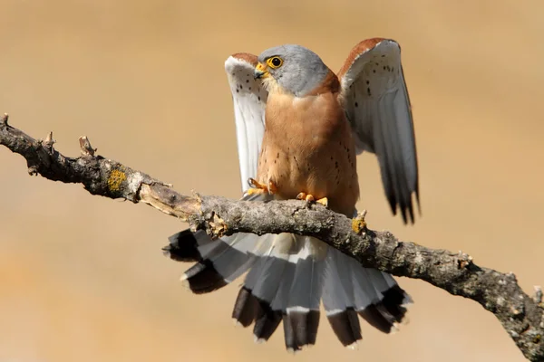 Varón Cernícalo Menor Halcones Aves Cernícalo Falco Naunanni — Foto de Stock