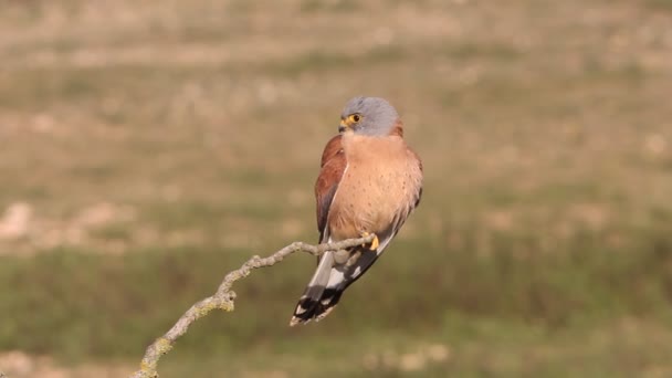 Menor Kestrel Falcões Lésbicas Kestrel Raptor Pássaro Falco Naumanni — Vídeo de Stock