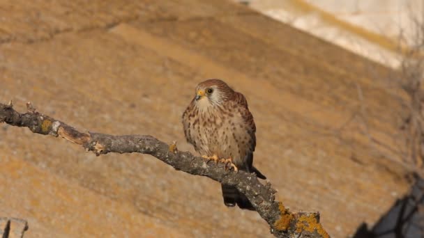 Cernícalo Menor Halcones Leser Cernícalo Raptor Pájaro Falco Naumanni — Vídeos de Stock