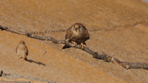 Küçük kerkenez, şahinler, küçük kerkenez, yırtıcı kuş, Falco naumanni