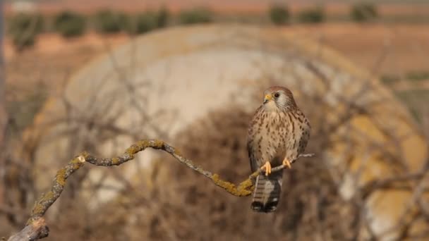 Cernícalo Menor Halcones Leser Cernícalo Raptor Pájaro Falco Naumanni — Vídeo de stock