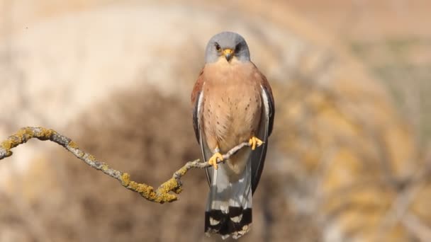 Lesser Kestrel Falcons Leser Kestrel Raptor Bird Falco Naumanni — Stock Video
