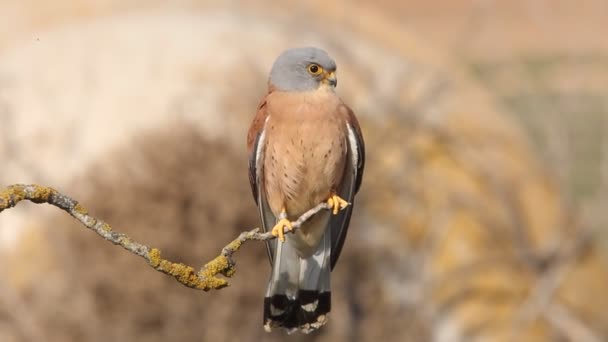 Μικρότερο Kestrel Γεράκια Μισθωτή Kestrel Αρπακτικό Πουλί Falco Naumanni — Αρχείο Βίντεο