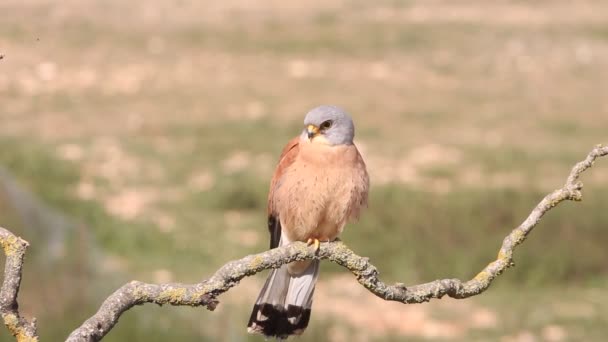 Μικρότερο Kestrel Γεράκια Μισθωτή Kestrel Αρπακτικό Πουλί Falco Naumanni — Αρχείο Βίντεο