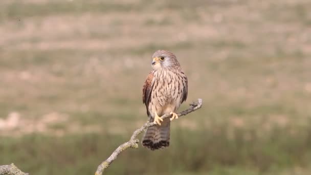 Küçük Kerkenez Şahinler Küçük Kerkenez Yırtıcı Kuş Falco Naumanni — Stok video