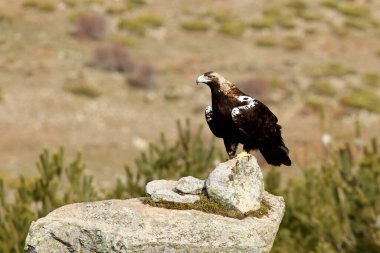 Günün ilk ışıklarıyla İspanyol İmparatorluk Kartalı 'nın yetişkin dişisi Aquila Adalberti.