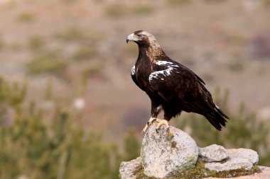 Günün ilk ışıklarıyla İspanyol İmparatorluk Kartalı 'nın yetişkin dişisi Aquila Adalberti.