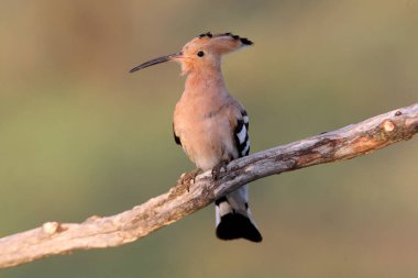 Sabahın ilk saatinde Hoopoe, Upupa Eppes
