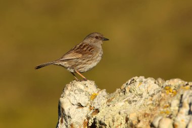 Dunnock sabahın ilk ışıklarıyla, Prunella moduralis