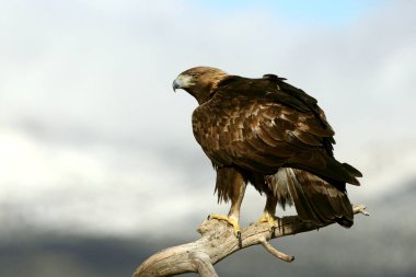 Altın Kartal 'ın yetişkin erkeği, Aquila Chrysaetos