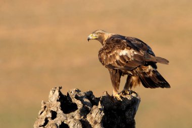 Altın Kartal 'ın yetişkin erkeği, Aquila Chrysaetos