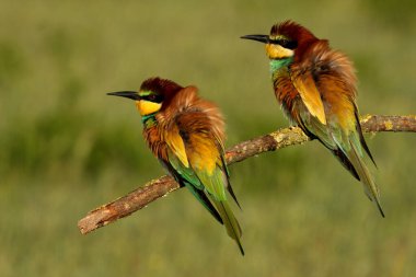 Avrupalı Arı yiyici, Merops apiaster