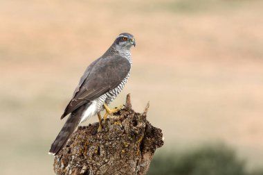 Yetişkin erkek, günün ilk ışıklarıyla Kuzey Kara Şahin, Şahin, Accipiter Gentilis