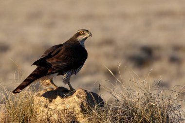Yetişkin erkek, günün ilk ışıklarıyla Kuzey Kara Şahin, Şahin, Accipiter Gentilis