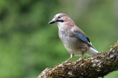 Jay, Garrulus glandarius, corvidae, kuşlar