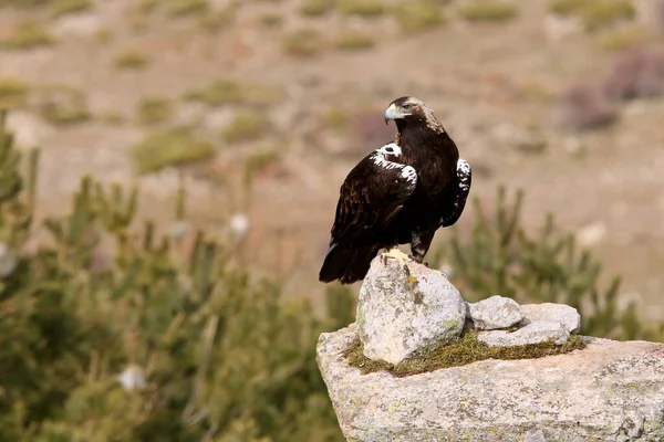 Adult Female Spanish Imperial Eagle First Light Day Aquila Adalberti — Stock Photo, Image