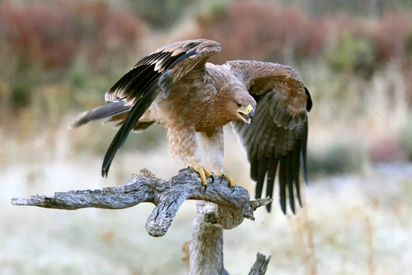 Молодой Испанский Имперский Орёл — стоковое фото