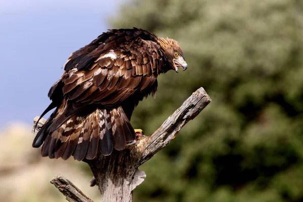 Adult Male Golden Eagle Aquila Chrysaetos — Stock Photo, Image