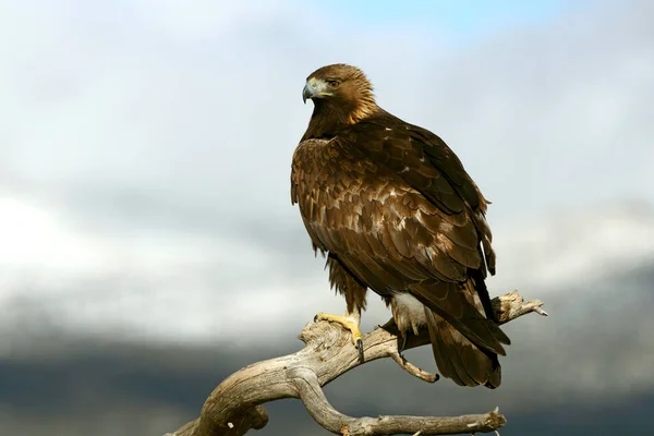 Adult Male Golden Eagle Aquila Chrysaetos — Stock Photo, Image