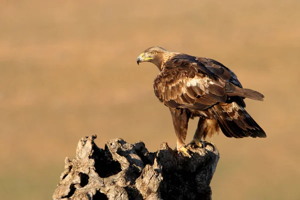 Volwassen Man Van Gouden Adelaar Aquila Chrysaetos — Stockfoto