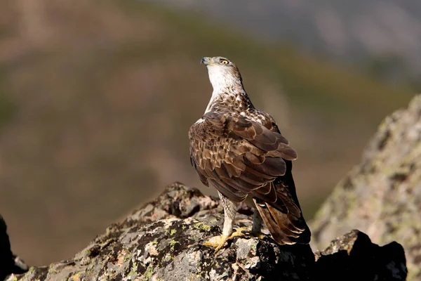Bonellis Eagle Aquila Fasciata — 图库照片