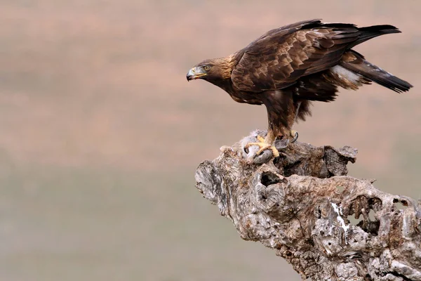 Varón Adulto Águila Dorada Aquila Chrysaetos — Foto de Stock