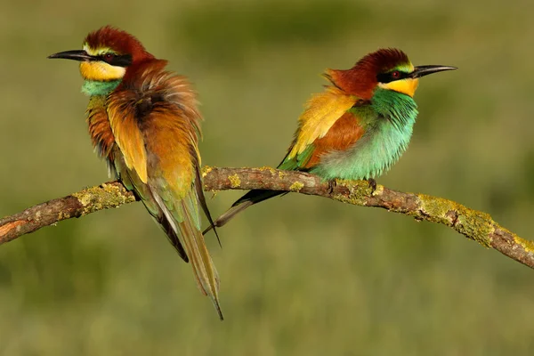 Europese Bijeneter Merops Apiaster — Stockfoto