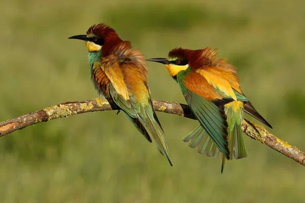 Бджолоїдка Звичайна Merops Apiaster — стокове фото