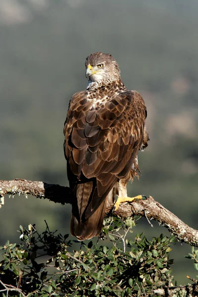 Águila Bonellis Aquila Fasciata —  Fotos de Stock