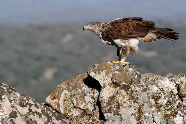 Bonellis Adler Aquila Fasciata — Stockfoto