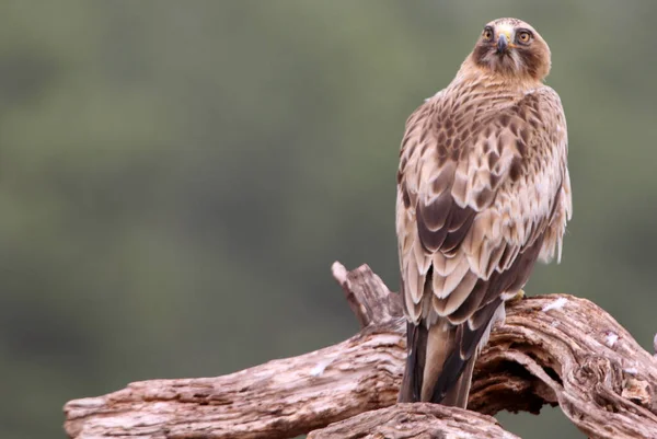 Stiefeladler Phale Morph Aquila Pennata — Stockfoto