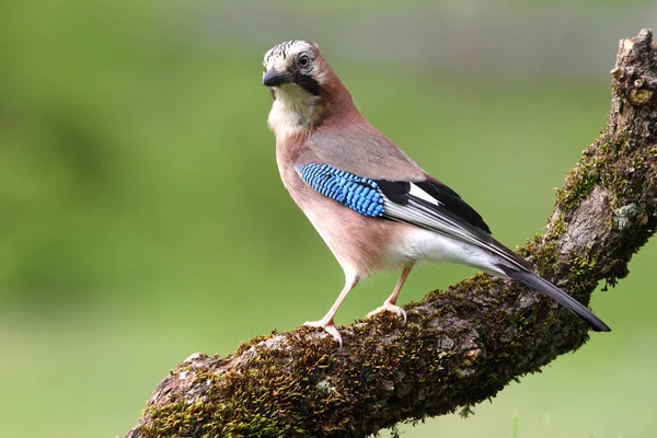 Jay Garrulus Glandarius Corvidae Fåglar — Stockfoto