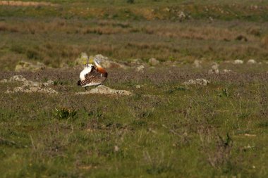Adult male Great Bustard at first light in the morning at mating season clipart
