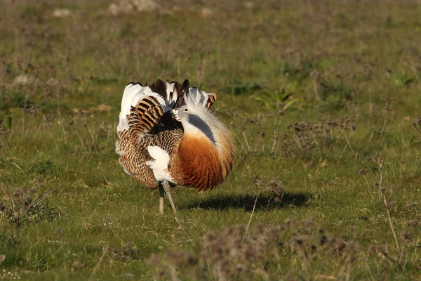 Varón Adulto Gran Bustard Primera Hora Mañana Temporada Apareamiento —  Fotos de Stock