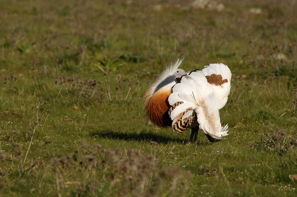 Vuxen Hane Great Bustard Gryningen Vid Parningssäsongen — Stockfoto