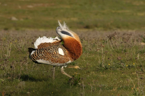 Grande Bustard Macho Adulto Primeira Luz Manhã Época Acasalamento — Fotografia de Stock