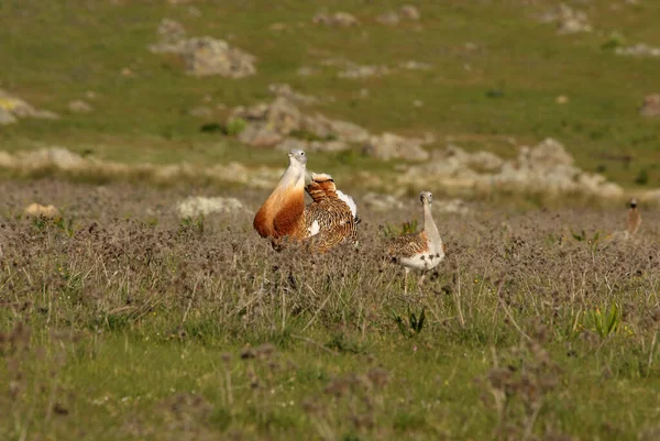 Yetişkin erkek Büyük Bustard sabahın ilk ışıklarıyla çiftleşme mevsiminde