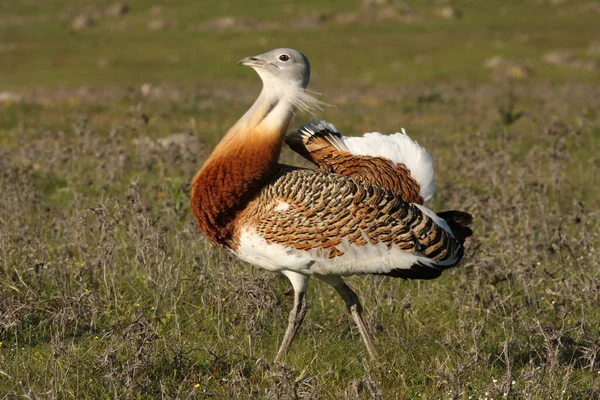 Yetişkin erkek Büyük Bustard sabahın ilk ışıklarıyla çiftleşme mevsiminde