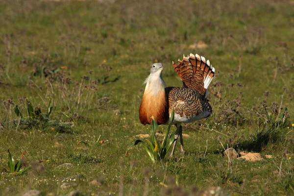 Yetişkin erkek Büyük Bustard sabahın ilk ışıklarıyla çiftleşme mevsiminde