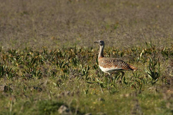 Mulher Great Bustard Otis Tarda — Fotografia de Stock