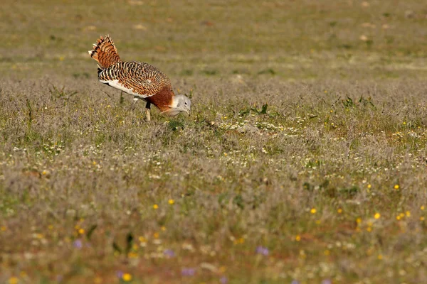 Vuxen Hane Great Bustard Gryningen Vid Parningssäsongen — Stockfoto