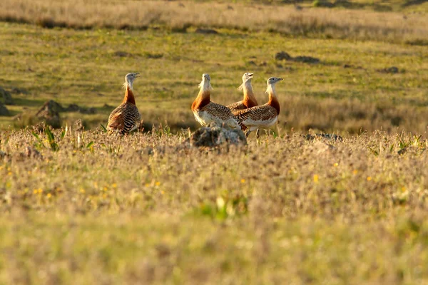 Yetişkin erkek Büyük Bustard sabahın ilk ışıklarıyla çiftleşme mevsiminde