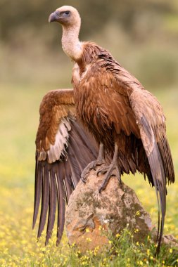 Günün ilk ışıklarıyla Griffon akbabası, Gyps fulvus